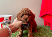 Toy Poodle Mini Yavrular